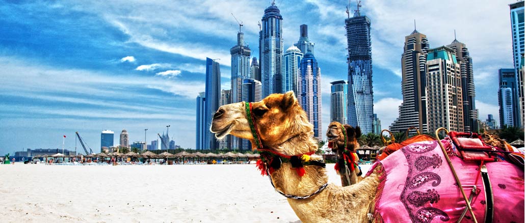 kamel på strand i Dubai
